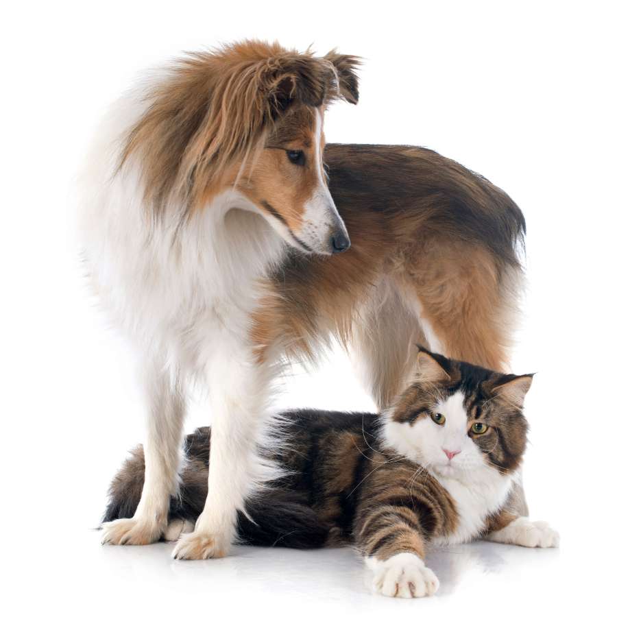 Dog and Cat Pet Services
